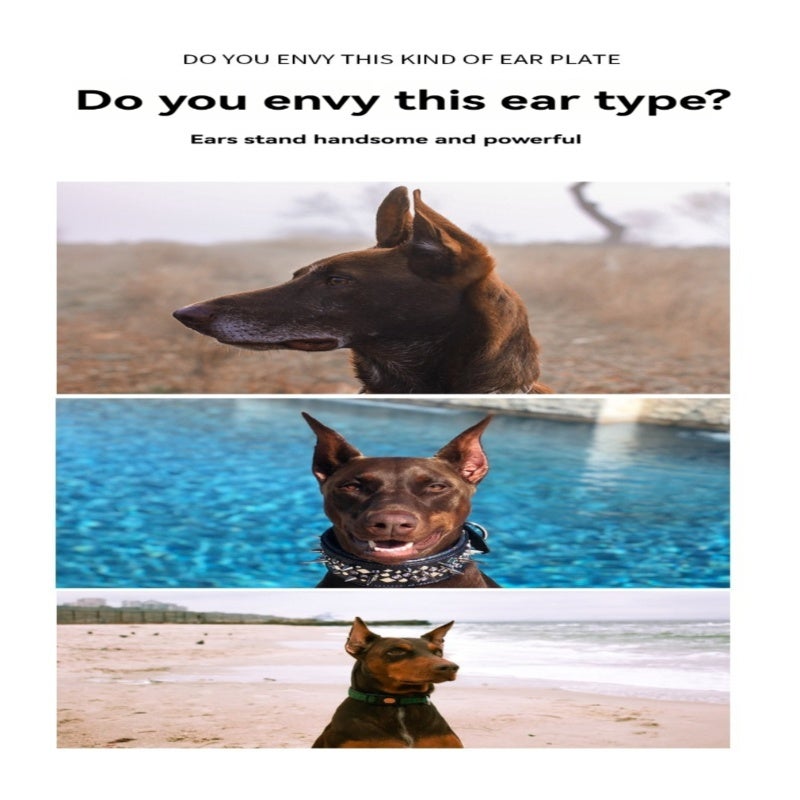 Pet dog upright ear sticker Doberman ear aid Shiba Inu upright ear correction glue-free does not hurt the ear upright ear sticker - Image 4