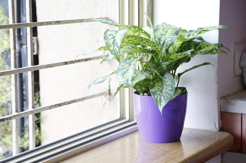 CAPPL 5 Inch Multi Singapore Plastic Pot (Pack of 12) - Image 5