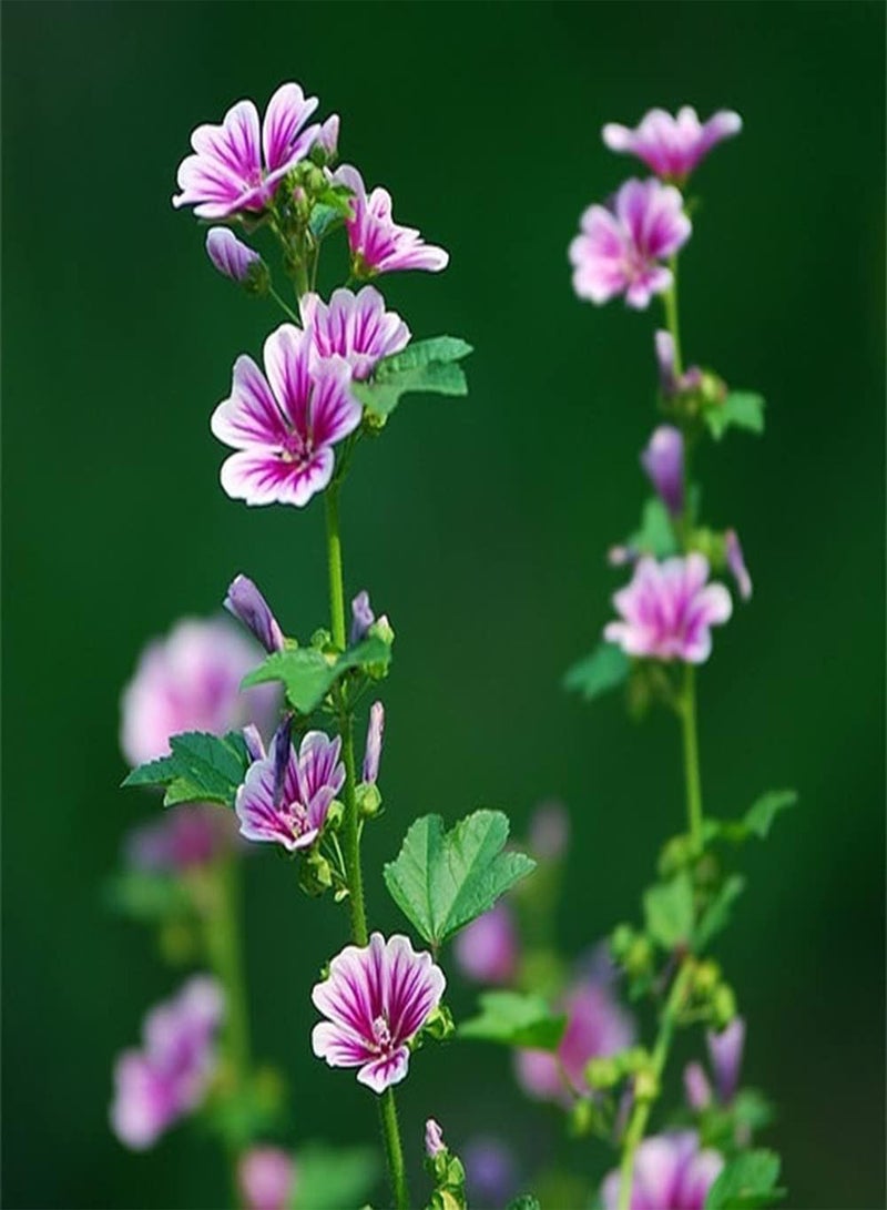 جي جوت 200 قطعة من بذور الخطمي، زهور بيضاء أرجوانية غريبة مناسبة للزراعة في المساحات الخضراء في الحديقة لتصبح منظرًا ساحرًا في المنزل - Image 2