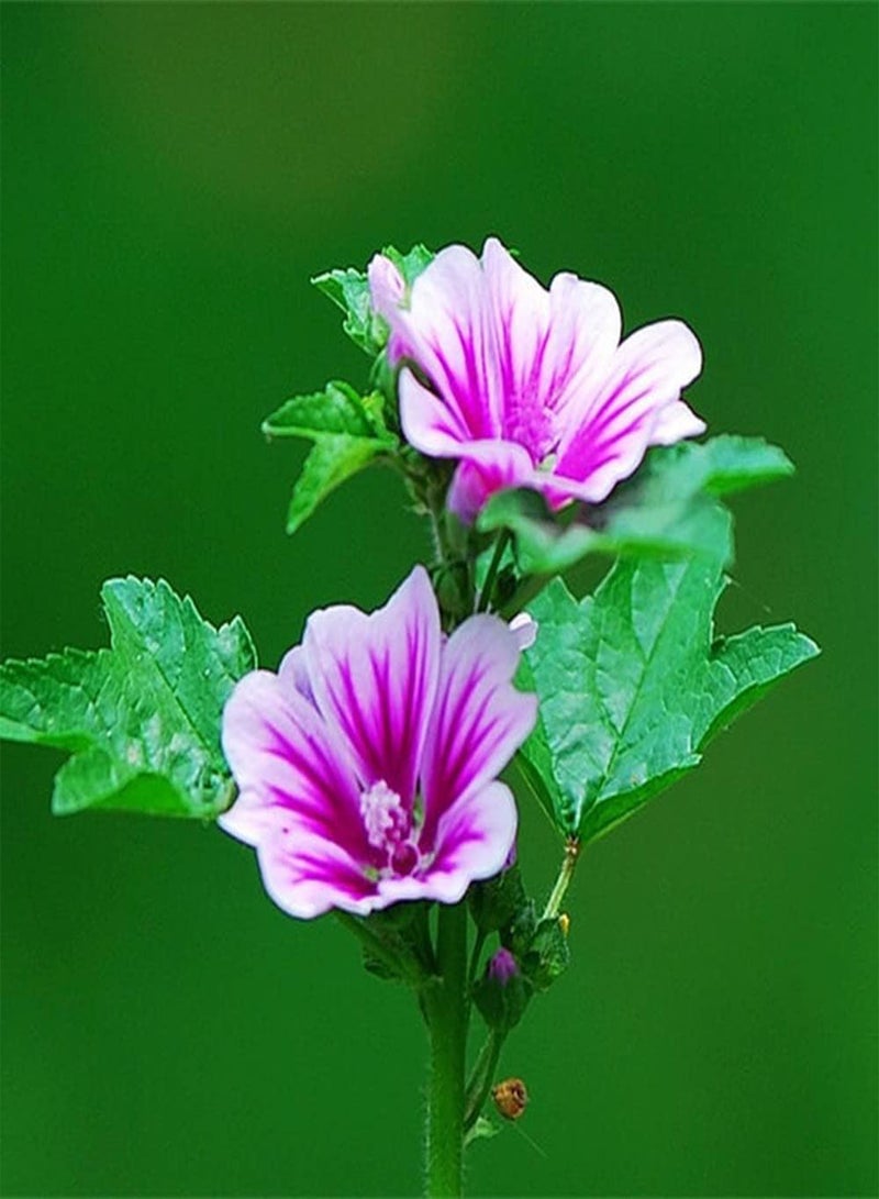 جي جوت 200 قطعة من بذور الخطمي، زهور بيضاء أرجوانية غريبة مناسبة للزراعة في المساحات الخضراء في الحديقة لتصبح منظرًا ساحرًا في المنزل - Image 1