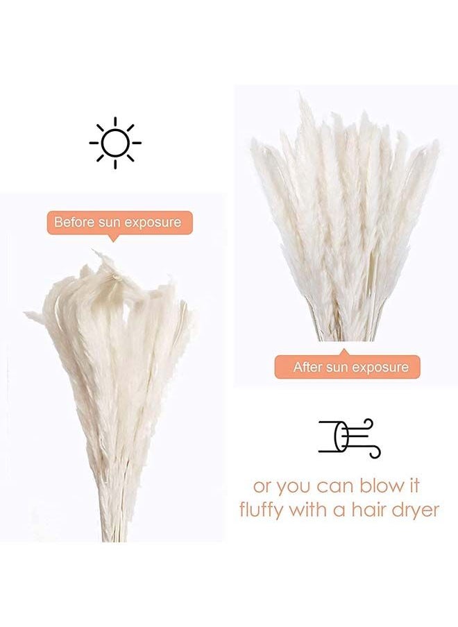 Generic Fancy  Natural Dried Flowers Original Pampas Grass -Tall Extra Fluffy- Faux Artificial Dried  (20)  - Image 3