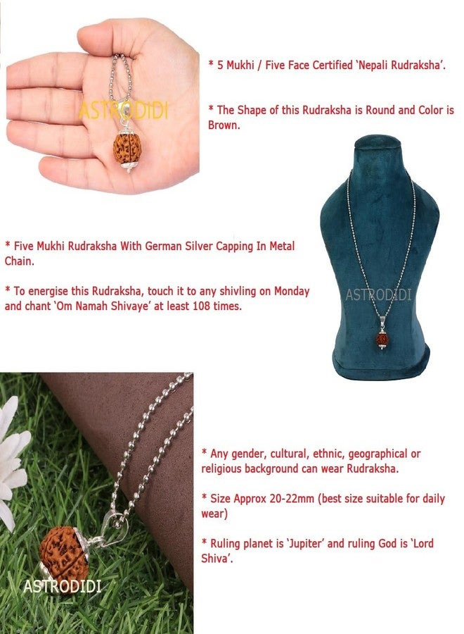 ASTRODIDI Nepali 5 Mukhi Rudraksha Pendant with Lab Report/Certified Natural Five Face Rudraksh with White Metal Capping and Chain for Men and Women (Colo: Brown, Shape: Round) - Image 5