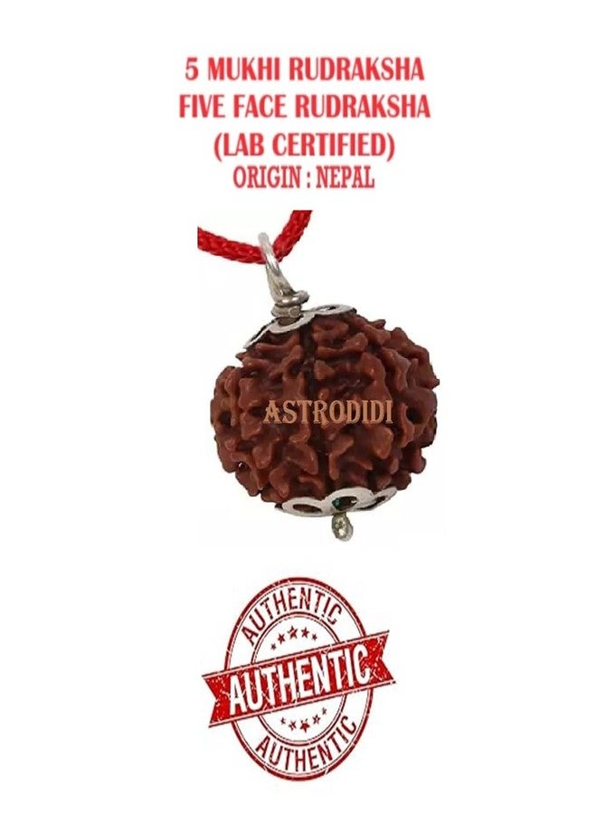 ASTRODIDI Nepali 5 Mukhi Rudraksha Pendant with Lab Report/Certified Natural Five Face Rudraksh with White Metal Capping and Chain for Men and Women (Colo: Brown, Shape: Round) - Image 4