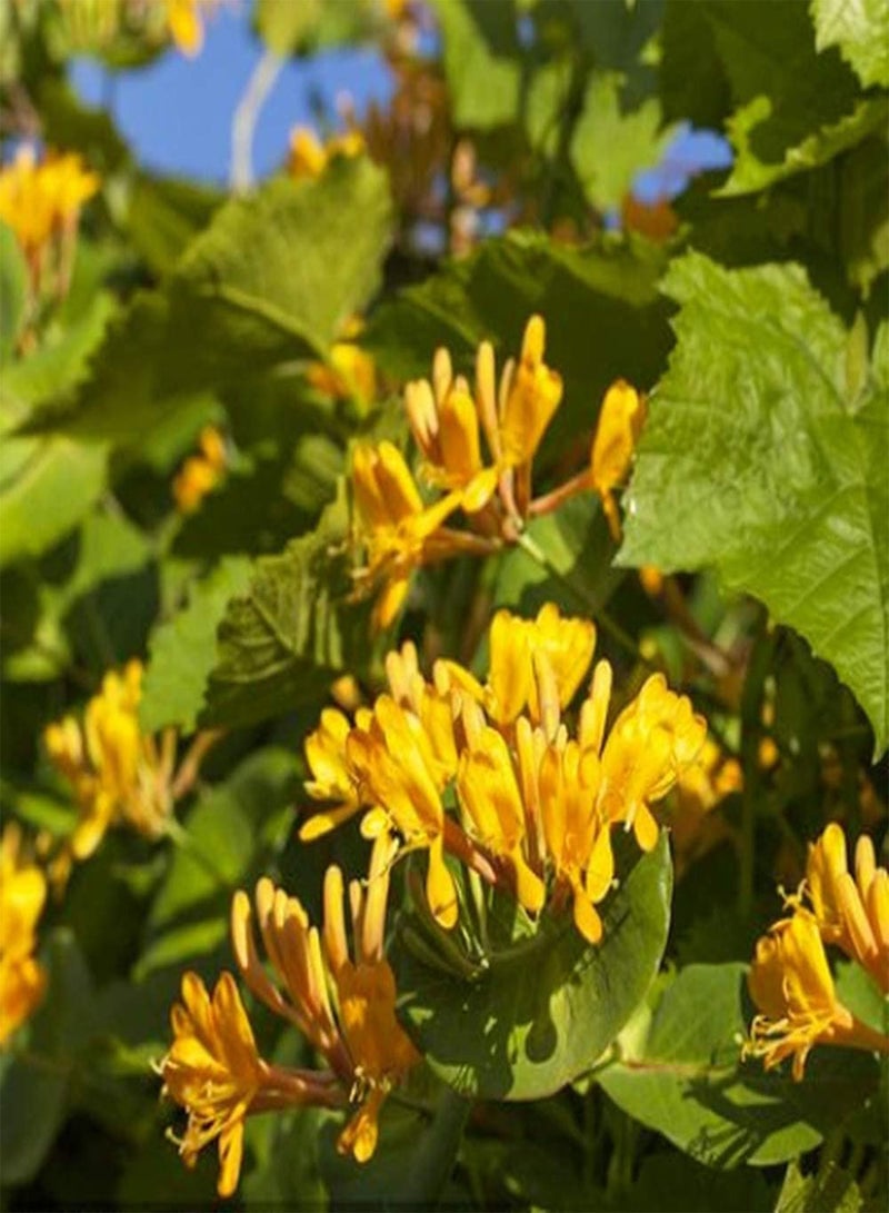 جي جوت 50 قطعة من بذور زهر العسل المعروفة برائحتها الغنية والرقيقة وأزهارها المقطوعة الرائعة وفي فناء الحديقة وتراسها تضيف زهرة معمرة ملونة - Image 3