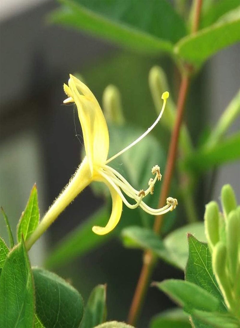 جي جوت 50 قطعة من بذور زهر العسل المعروفة برائحتها الغنية والرقيقة وأزهارها المقطوعة الرائعة وفي فناء الحديقة وتراسها تضيف زهرة معمرة ملونة - Image 1