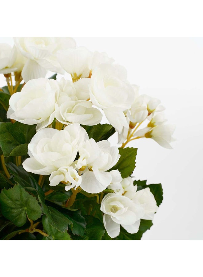 Suncoast Begonia white in Pot  - Image 1