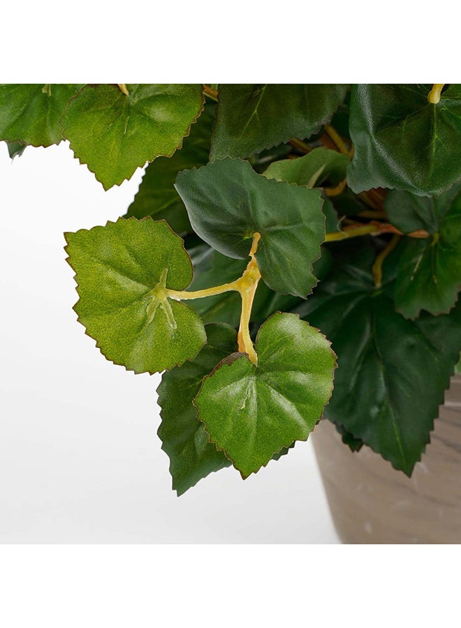 Suncoast Begonia white in Pot  - Image 2