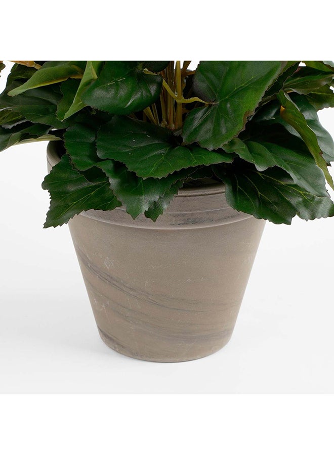 Suncoast Begonia white in Pot  - Image 3