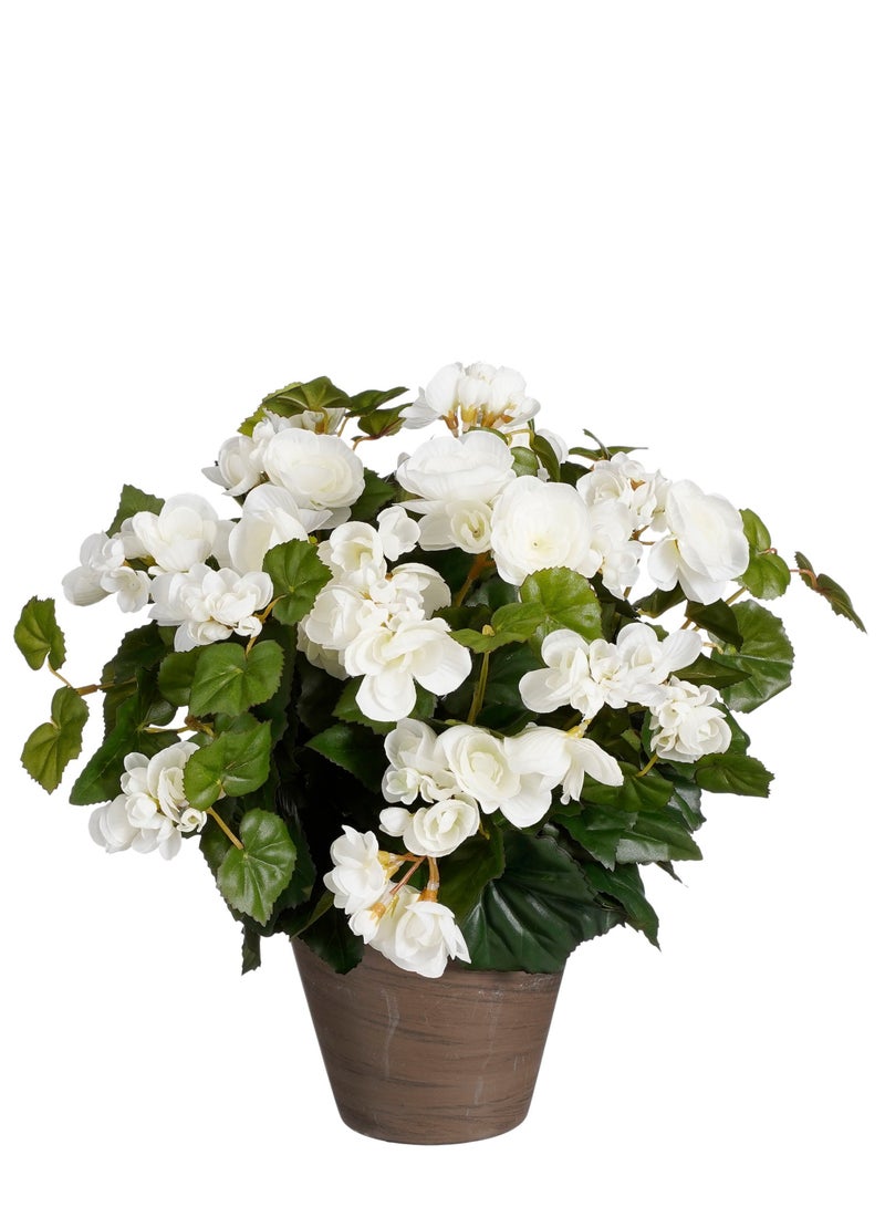 Suncoast Begonia white in Pot  - Image 4
