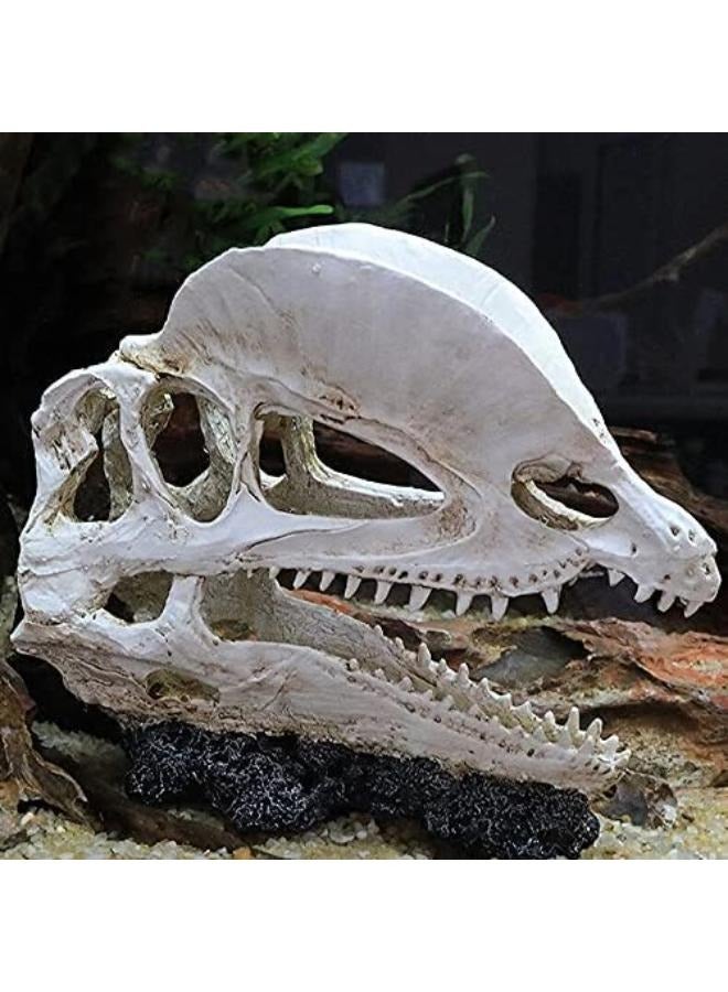 Dinosaur Skull Head Decor - Image 2