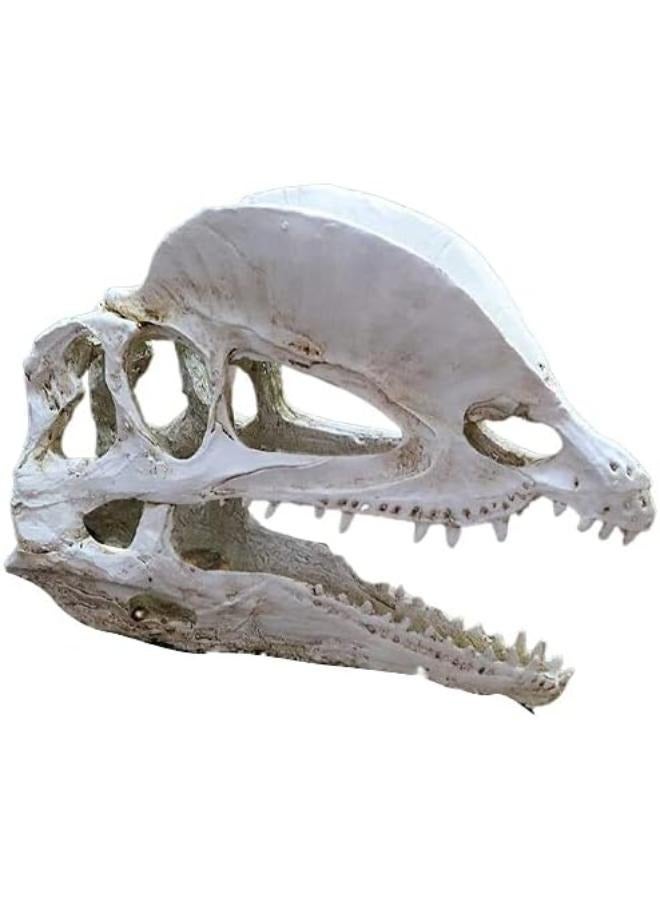 Dinosaur Skull Head Decor - Image 1