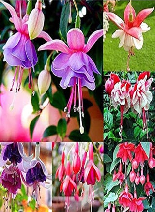 Fresh 100 pcs Double Petals Fuchsia Flower Seeds for Planting Mixed 2 - pzsku/Z3B08FE939AD942E5F6DEZ/45/1749219393/4c49be7e-fc59-4ab9-b9fb-d74978f9960f