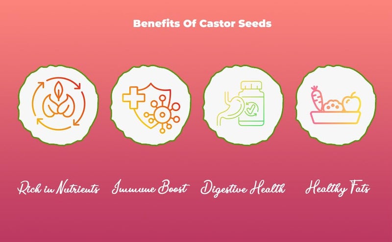 Shree Jee Organic بذور الخروع العضوية شري جي بذور أرندي نقية وغنية بالمغذيات لصحة ورفاهية 500 جرام - Image 4