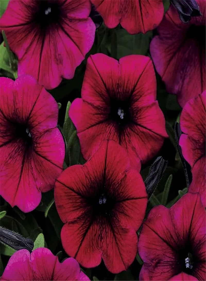 GGOOT 30pcs Rode  Zaden Uniek bloemenpatroon bloeit het Hele jaar Door en geurig verleidt vlinders om EEN landschap te vormen dat vrij exotisch is - Image 1