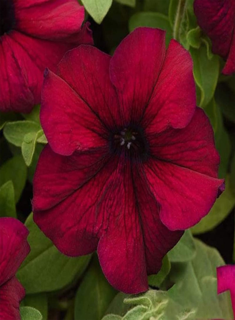 GGOOT 30pcs Rode  Zaden Uniek bloemenpatroon bloeit het Hele jaar Door en geurig verleidt vlinders om EEN landschap te vormen dat vrij exotisch is - Image 2