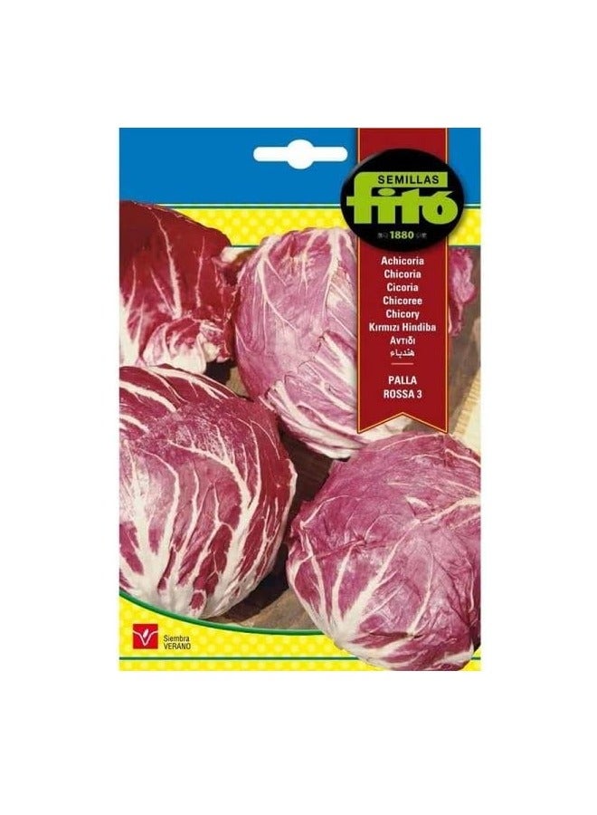 فيتو بذور فيتو الهندباء عالية الجودة من سيميلاس فيتو - Image 2