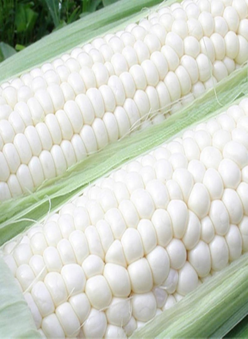GGOOT 30Pcs Corn Seeds Easy Grow Delicious Vegetable Crop Home Farm Yard Garden Plants - White Corn Seeds - Image 1