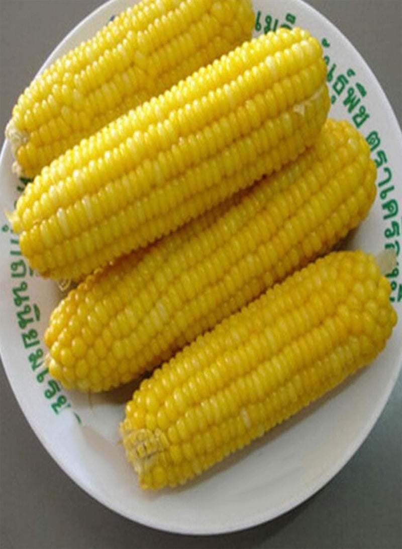 GGOOT 30Pcs Corn Seeds Easy Grow Delicious Vegetable Crop Home Farm Yard Garden Plants - White Corn Seeds - Image 4