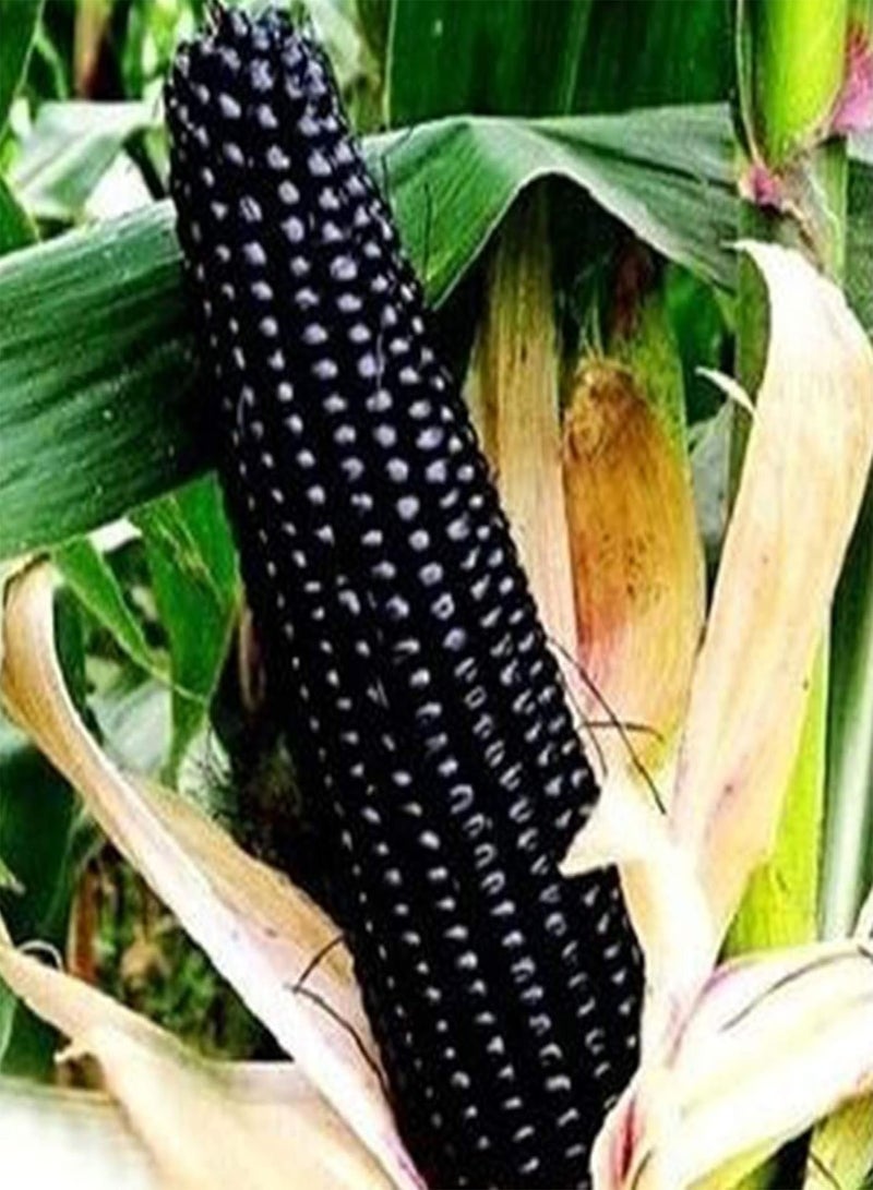 GGOOT 30Pcs Corn Seeds Easy Grow Delicious Vegetable Crop Home Farm Yard Garden Plants - White Corn Seeds - Image 3