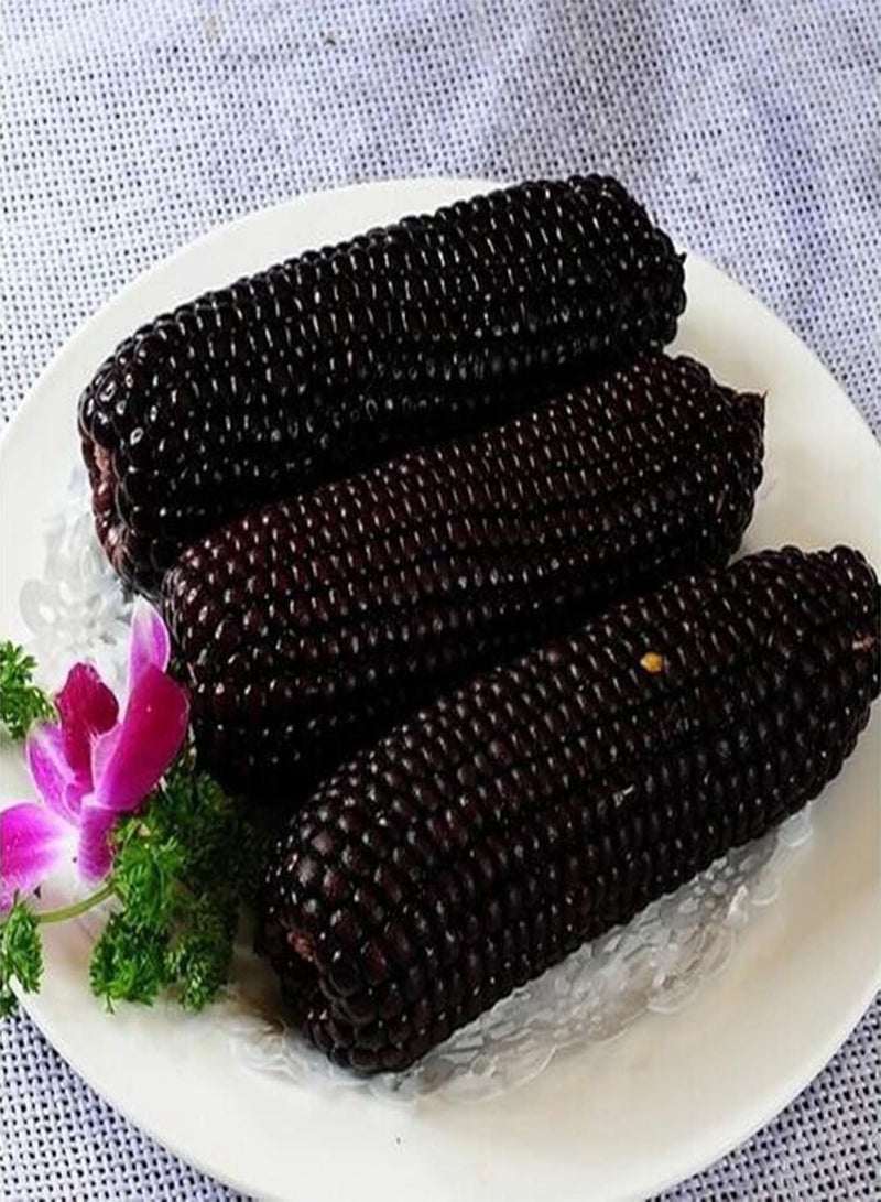GGOOT 30Pcs Corn Seeds Easy Grow Delicious Vegetable Crop Home Farm Yard Garden Plants - White Corn Seeds - Image 5