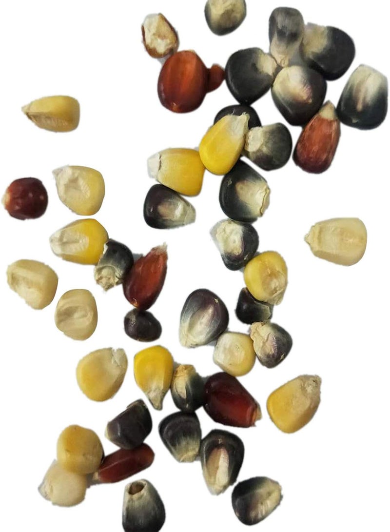 1 Bag Corn Ear Non-GMO Fresh Colorful Glass Gem Corn Seeds for Planting, for Botanist Easy to Plant,Gardening,Home Decor - Mixed Color Corn Seeds