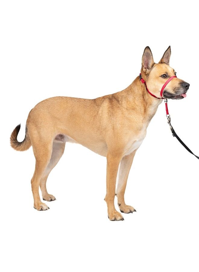PetSafe Gentle Leader No-Pull Dog Headcollar - The Ultimate Solution to Pulling - Redirects Your Dog's Pulling For Easier Walks - Helps You Regain Control - Medium , Red