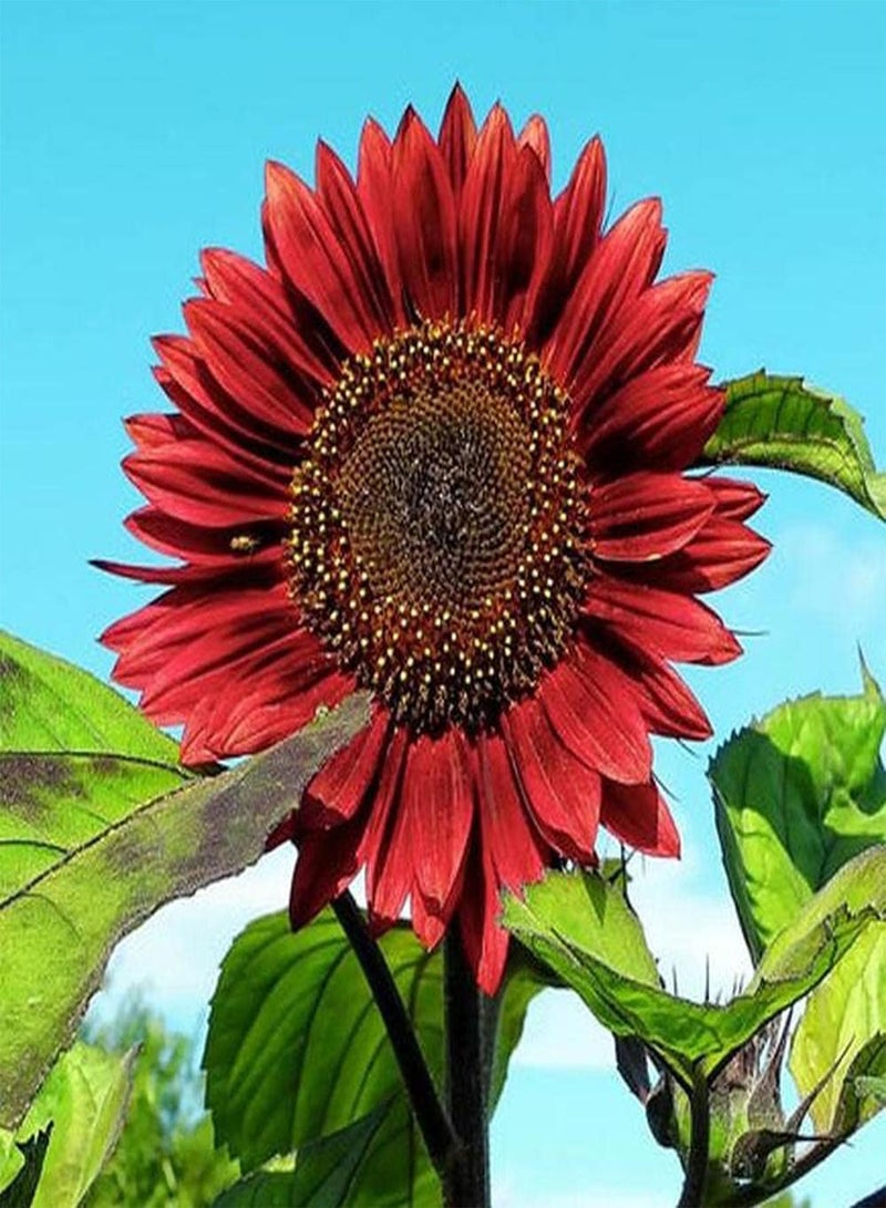 GGOOT 30pcs Sunflower Seeds Rare Red Variety Easy to Plant Colors Refreshing Pleasant Has Ornamental Value and Economic Value - Image 1