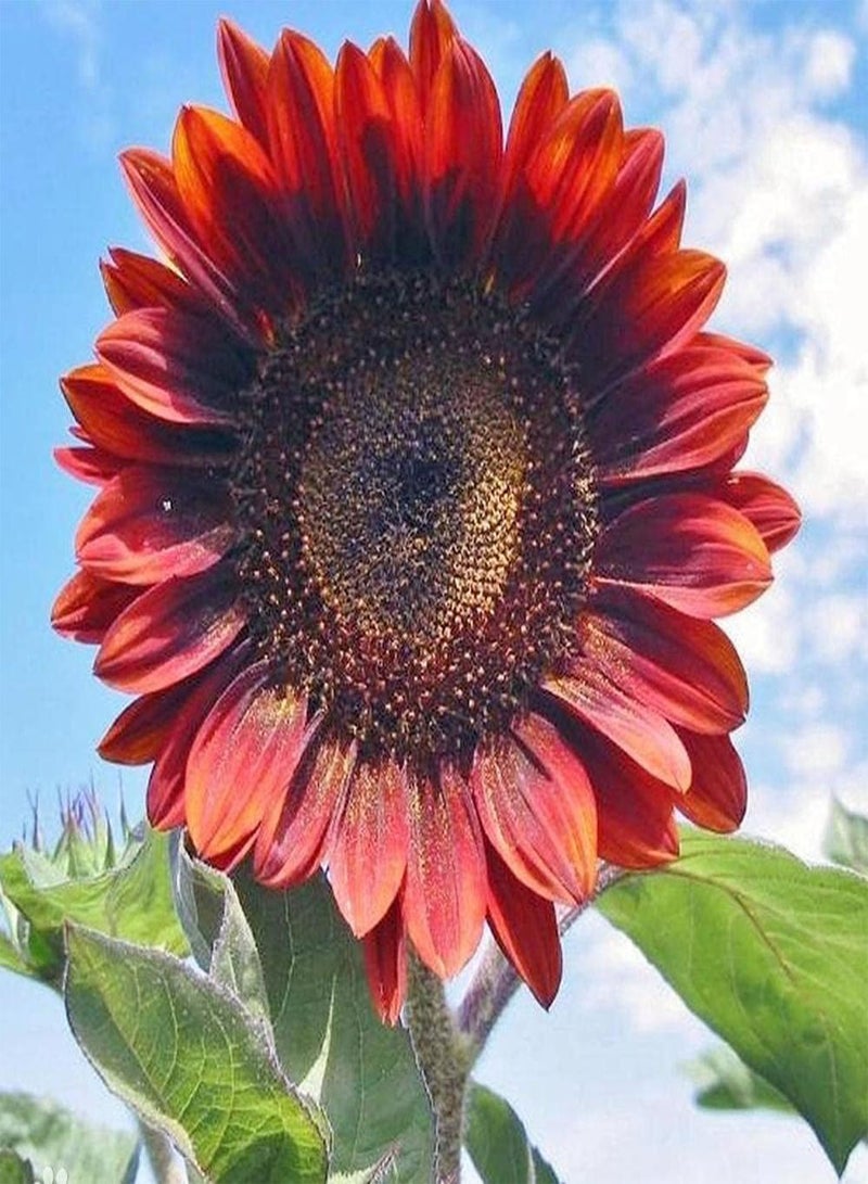 GGOOT 30pcs Sunflower Seeds Rare Red Variety Easy to Plant Colors Refreshing Pleasant Has Ornamental Value and Economic Value - Image 4