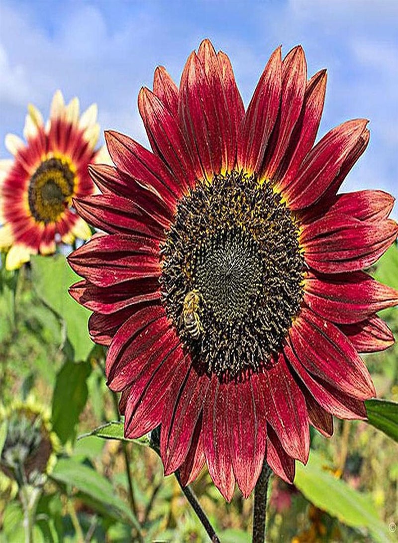 GGOOT 30pcs Sunflower Seeds Rare Red Variety Easy to Plant Colors Refreshing Pleasant Has Ornamental Value and Economic Value - Image 2