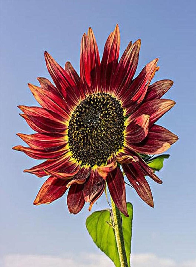 GGOOT 30pcs Sunflower Seeds Rare Red Variety Easy to Plant Colors Refreshing Pleasant Has Ornamental Value and Economic Value - Image 3