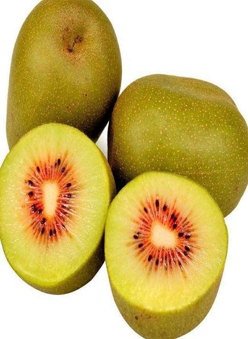 جي جوت 50 قطعة من بذور الكيوي ذات نكهة فاكهة فريدة وقيمة زخرفية عالية وإنتاجية عالية وبذور شجرة خارجية للحديقة الزخرفية مناسبة للبستانيين المبتدئين - Image 3