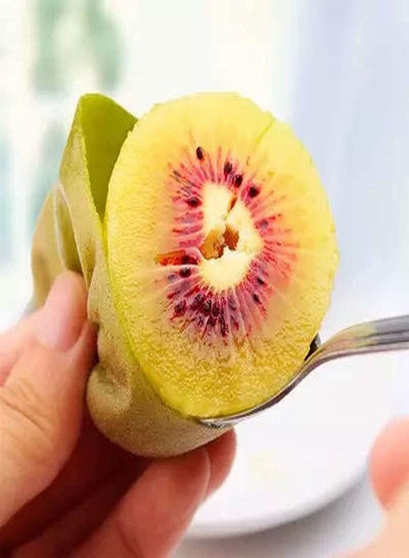 جي جوت 50 قطعة من بذور الكيوي ذات نكهة فاكهة فريدة وقيمة زخرفية عالية وإنتاجية عالية وبذور شجرة خارجية للحديقة الزخرفية مناسبة للبستانيين المبتدئين - Image 2