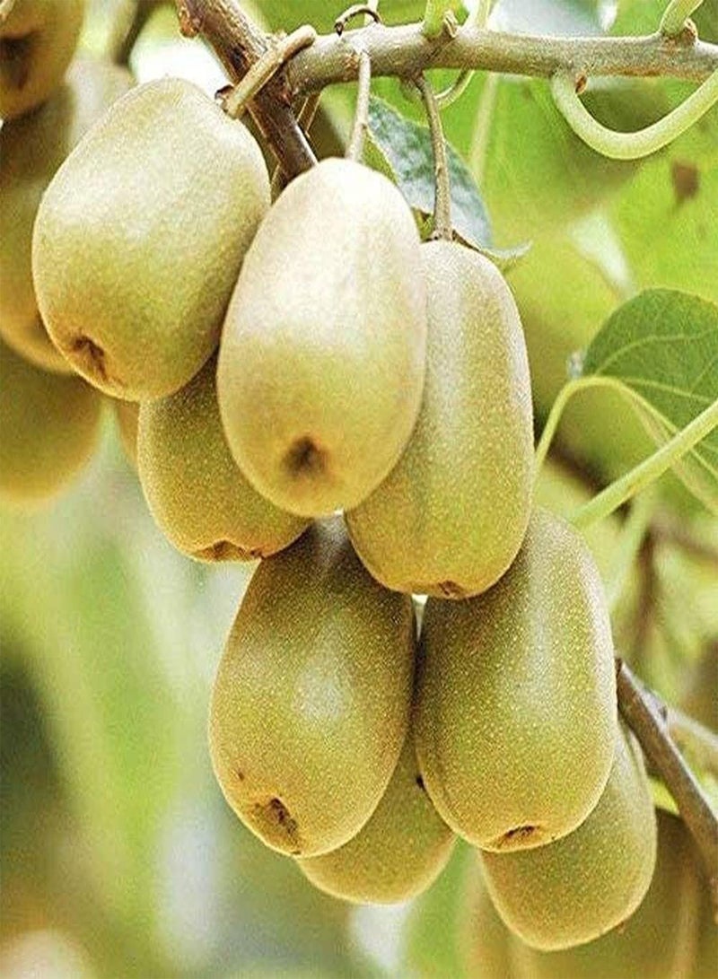 جي جوت 50 قطعة من بذور الكيوي ذات نكهة فاكهة فريدة وقيمة زخرفية عالية وإنتاجية عالية وبذور شجرة خارجية للحديقة الزخرفية مناسبة للبستانيين المبتدئين - Image 1