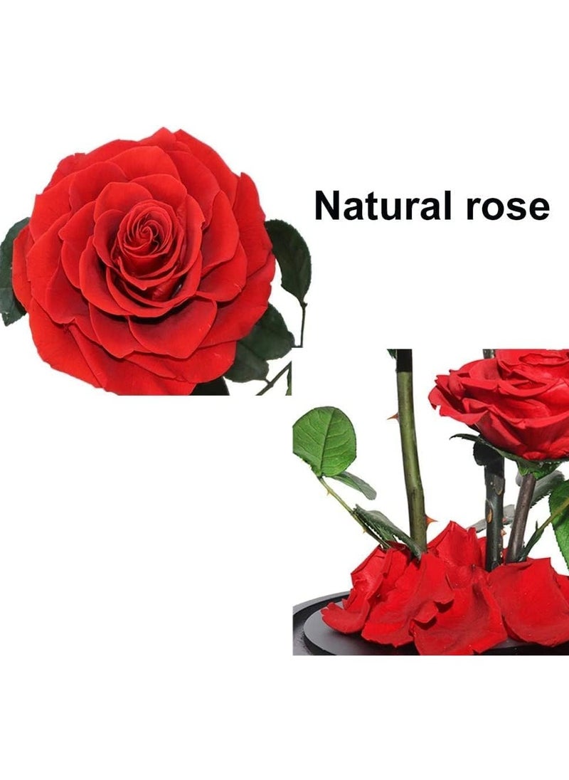Festive Gallery Handmade Preserved Large Rose Forever Never Withered Flowers,Gift for Wedding,Anniversary,Birthday, Mother's Day Gift, Best Gift for Her Rose (Triple Roses 17cm*32cm, Red)  - Image 3
