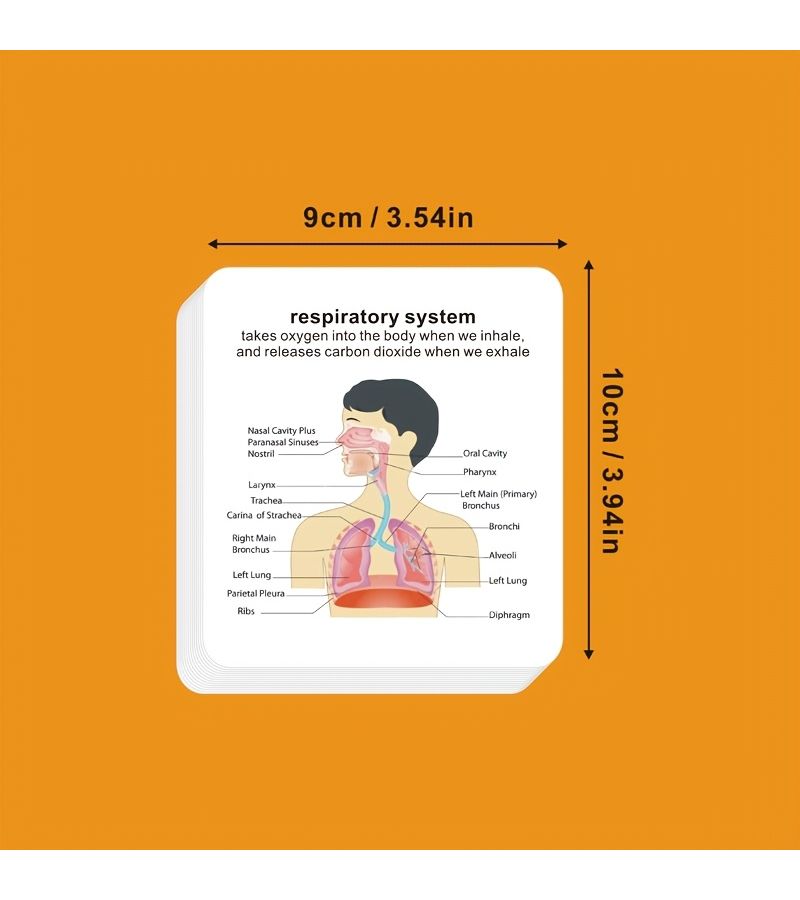 Anatomy Flashcards For Human Eight Major System With Storage Box Model HH009 - Image 2