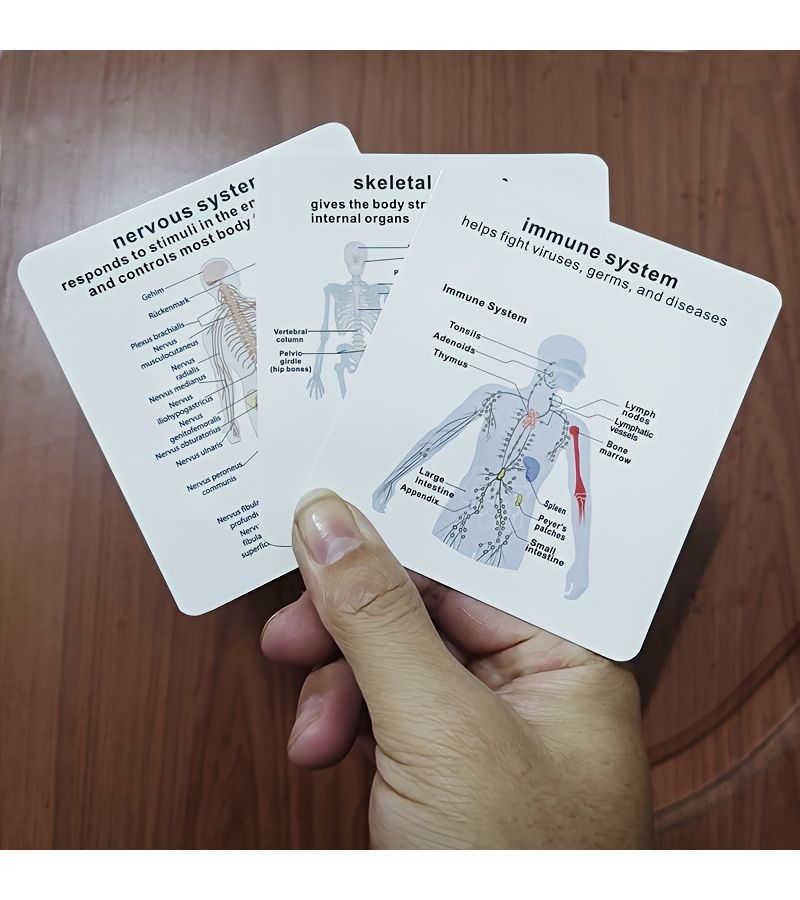 Anatomy Flashcards For Human Eight Major System With Storage Box Model HH009 - Image 5