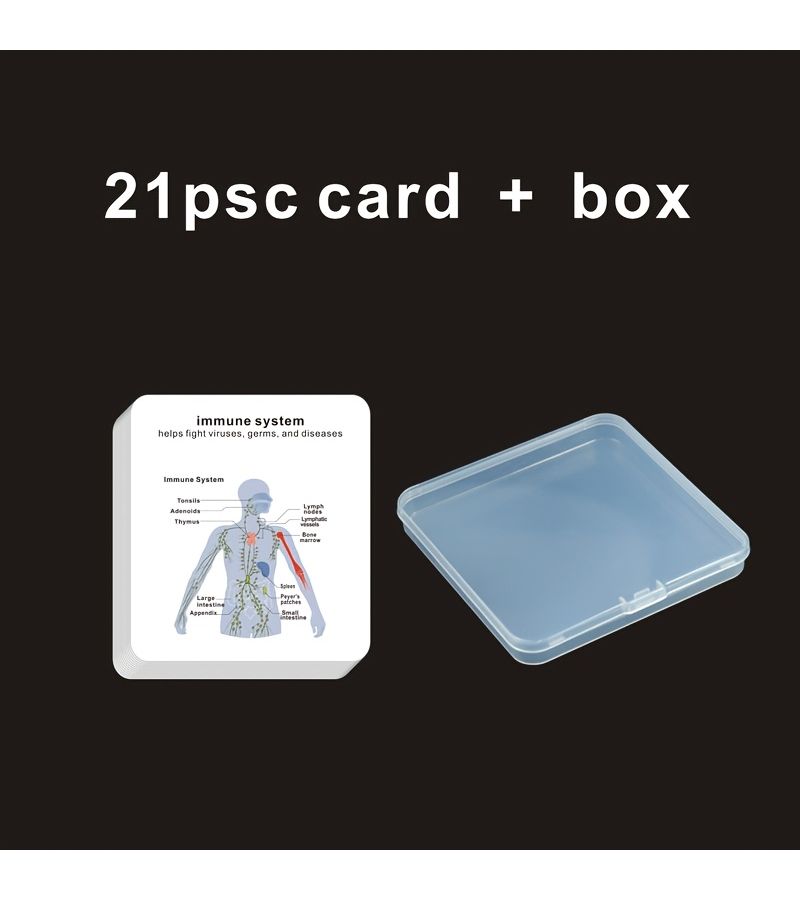 Anatomy Flashcards For Human Eight Major System With Storage Box Model HH009 - Image 3