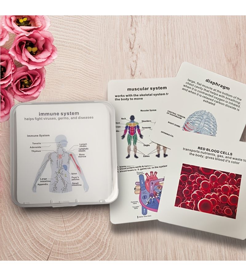 Anatomy Flashcards For Human Eight Major System With Storage Box Model HH009 - Image 4
