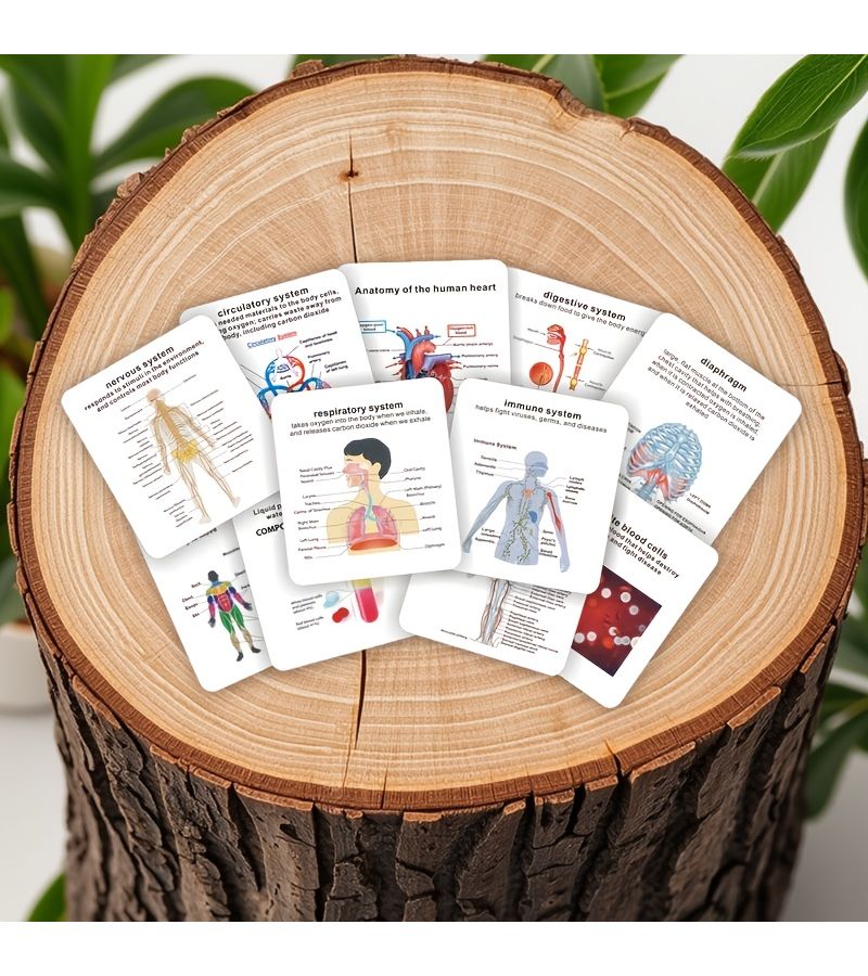 Anatomy Flashcards For Human Eight Major System With Storage Box Model HH009 - Image 1
