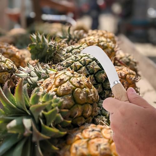 Prostuff.in® Multipurpose Stainless Steel Curved Shape Fruit Peeling & Vegetable Cutting Knife Hand Held Tool Farming Paring for Mango Pine Apple Grass Cutter Home Restaurant Silver Color 1 Pcs - Image 3