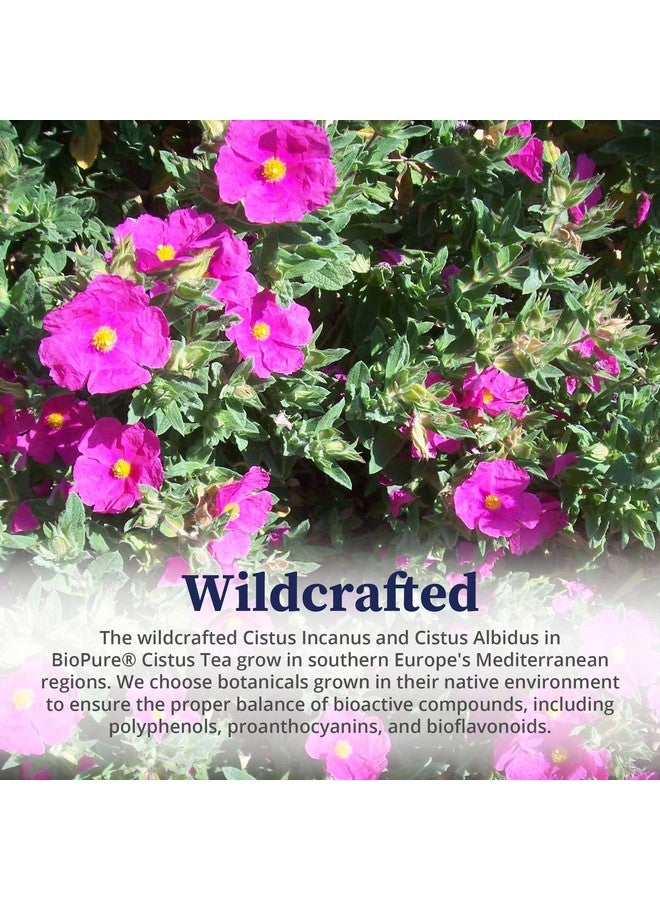 BioPure Cistus Loose Tea - Wildcrafted Cistus Incanus & Cistus Albidus Rich in Antioxidants, Polyphenols & Bioflavonoids great for Immune Function, the Gut, and Overall Wellness - 3.5oz - Image 4