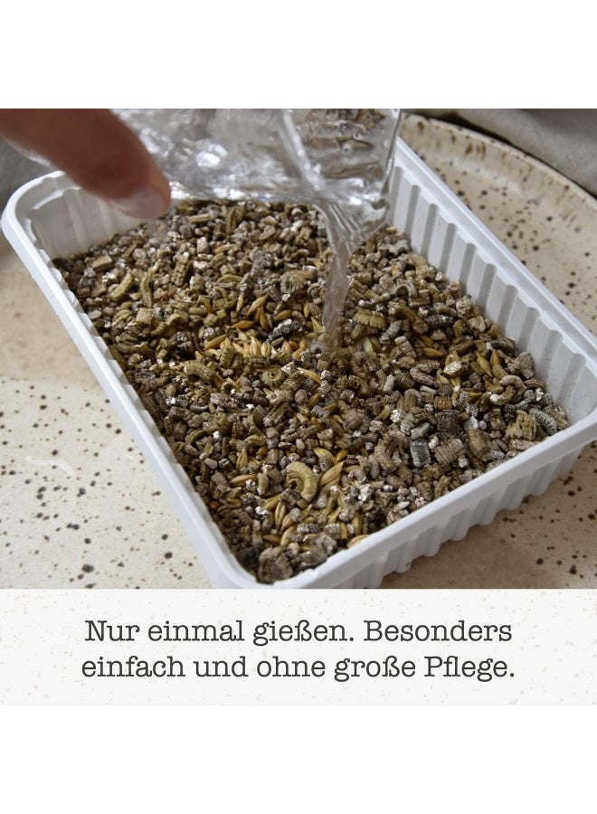 جيم كات ہائیڈرو گراس کیٹ گراس گروونگ کٹ، 1 ٹرے (150 گرام) - 5-8 دنوں میں آسانی سے تازہ بلی گھاس اگائیں، ہاضمے اور بالوں کو کنٹرول کرنے میں مدد کرتی ہیں - Image 4