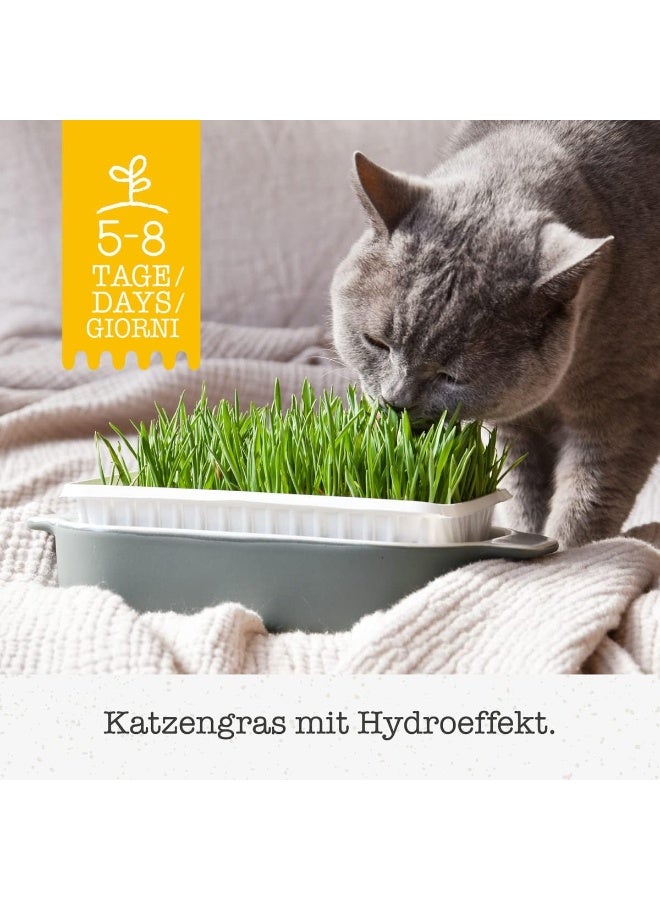 جيم كات ہائیڈرو گراس کیٹ گراس گروونگ کٹ، 1 ٹرے (150 گرام) - 5-8 دنوں میں آسانی سے تازہ بلی گھاس اگائیں، ہاضمے اور بالوں کو کنٹرول کرنے میں مدد کرتی ہیں - Image 2