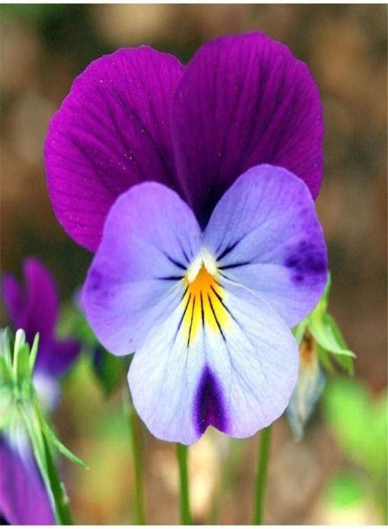 جي جوت بذور حدائق معمرة، بذور زهرة البنفسج الوردي، 100 كبسولة + دهون، بذور زهور للشرفة/الحديقة - Image 1