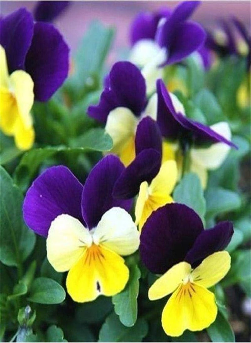 جي جوت بذور حدائق معمرة، بذور زهرة البنفسج الوردي، 100 كبسولة + دهون، بذور زهور للشرفة/الحديقة - Image 4