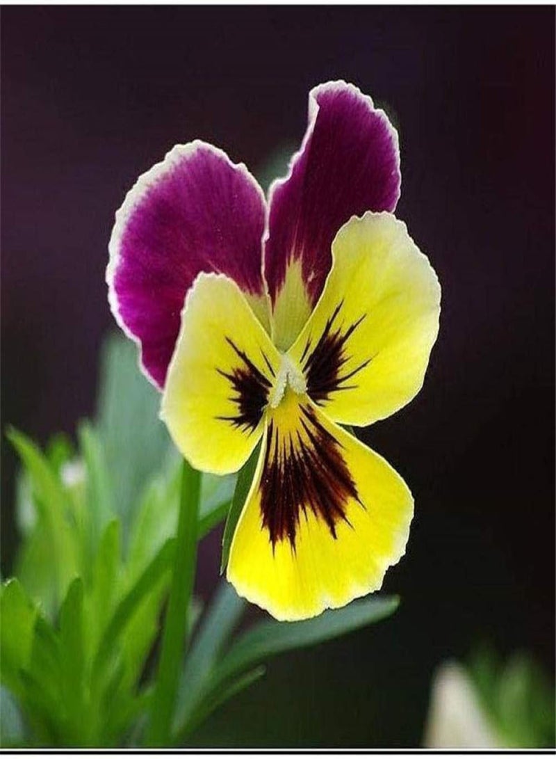 جي جوت بذور حدائق معمرة، بذور زهرة البنفسج الوردي، 100 كبسولة + دهون، بذور زهور للشرفة/الحديقة - Image 2