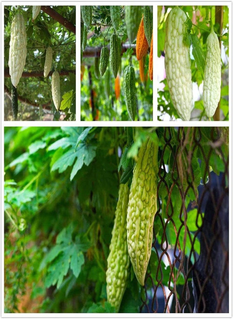 جي جوت 100 قطعة من بذور القرع المر المختلطة غير المعدلة وراثيًا، تلقيح مفتوح، مجموعة متنوعة من القرع المر بألوان زاهية لتزيين الحديقة وحصاد مومورديكا الغني في الفناء - Image 1