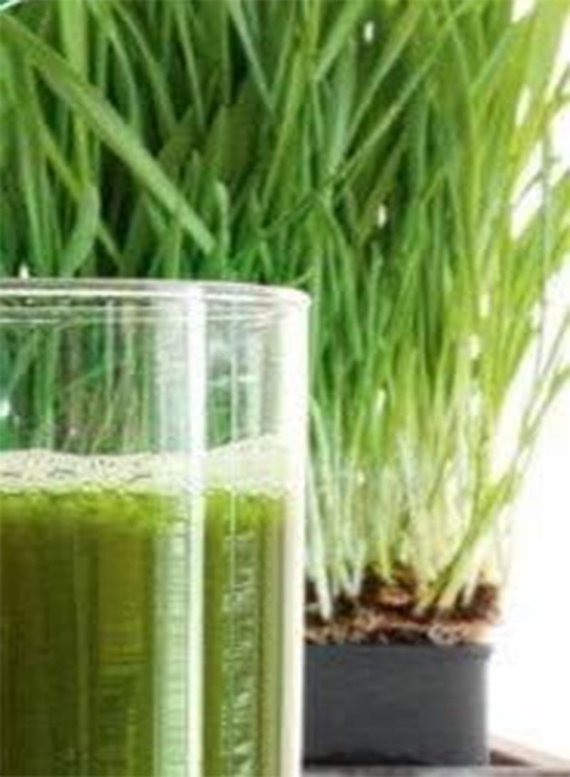 GGOOT Seeds of Vegetable Wheatgrass Shoots Seeds
