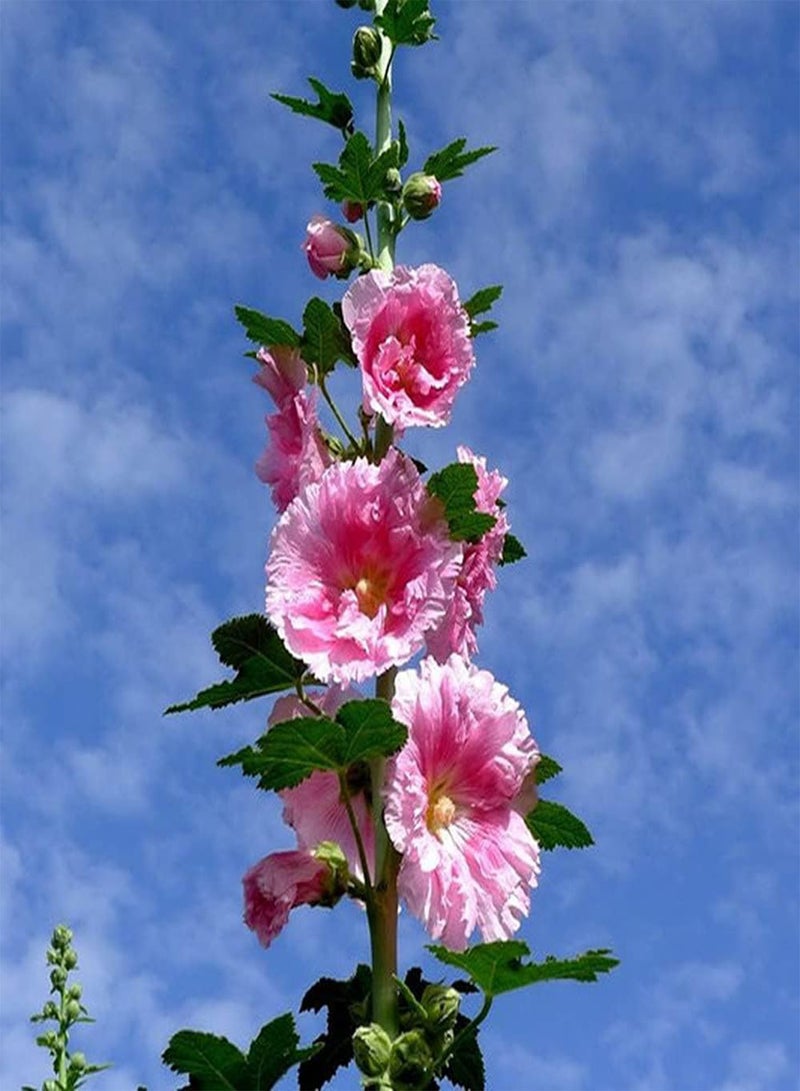 GGOOT 200Pcs Hollyhock Seeds Elegant Generous Pink Flowers First Choice for Indoor Outdoor Decoration Strong Adaptability Don't Need Much Care - Image 1