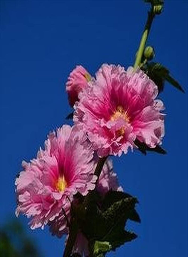 GGOOT 200Pcs Hollyhock Seeds Elegant Generous Pink Flowers First Choice for Indoor Outdoor Decoration Strong Adaptability Don't Need Much Care - Image 2